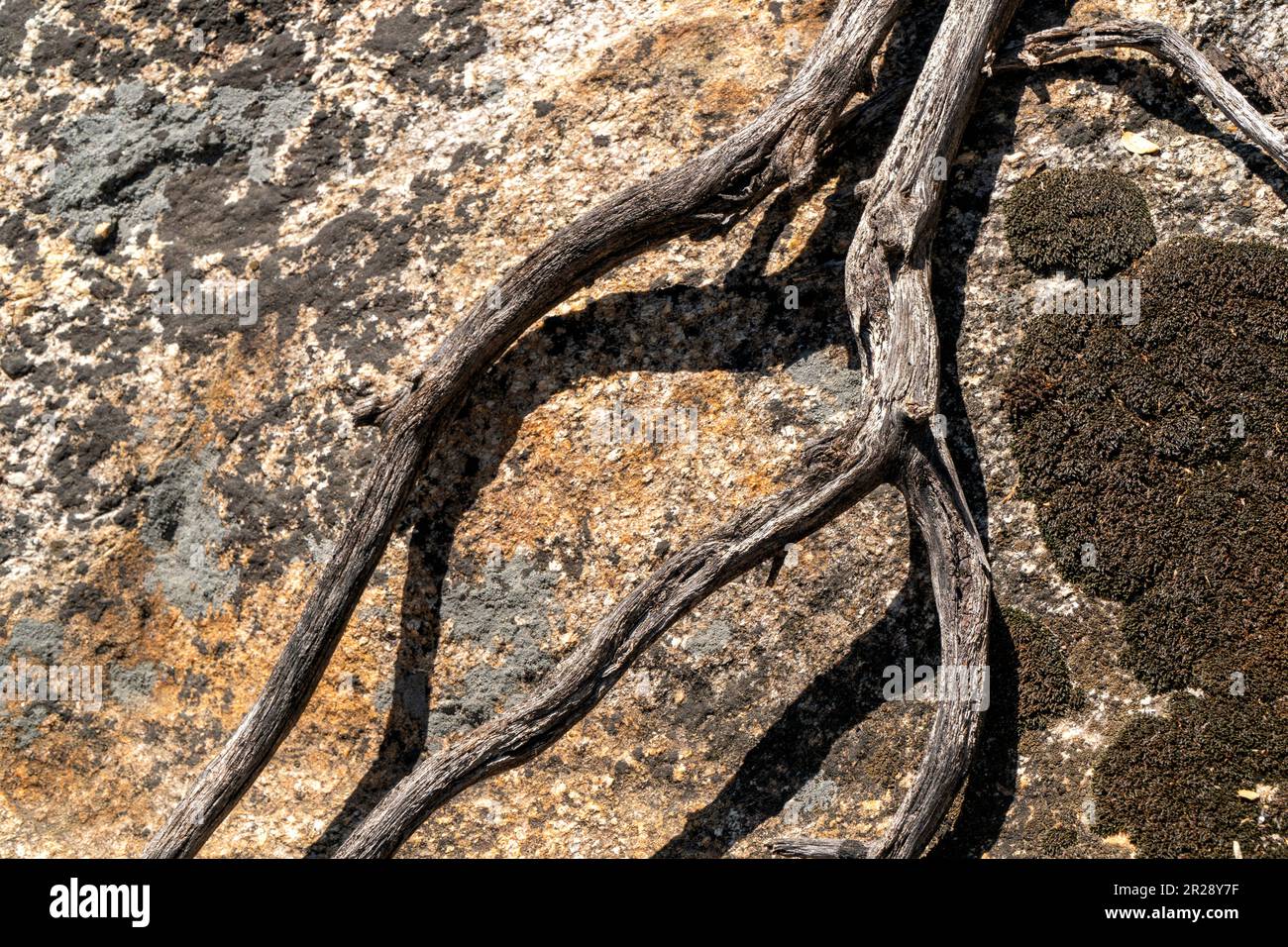 Primo piano di radice asciutta da un albero sulla roccia alterata Foto Stock
