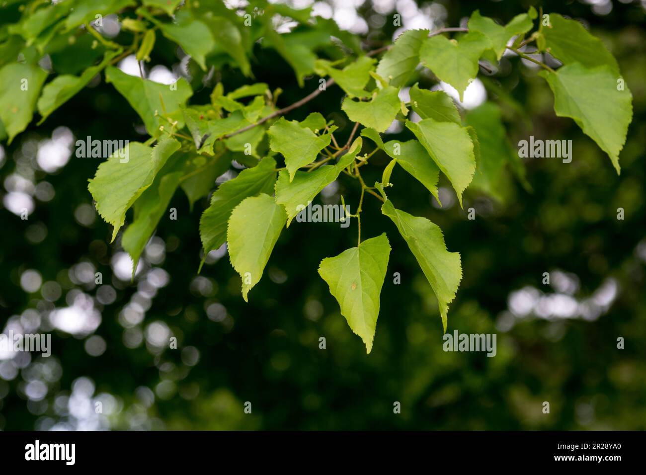 Tilia cordata. Lime di piccola taglia. Foto Stock