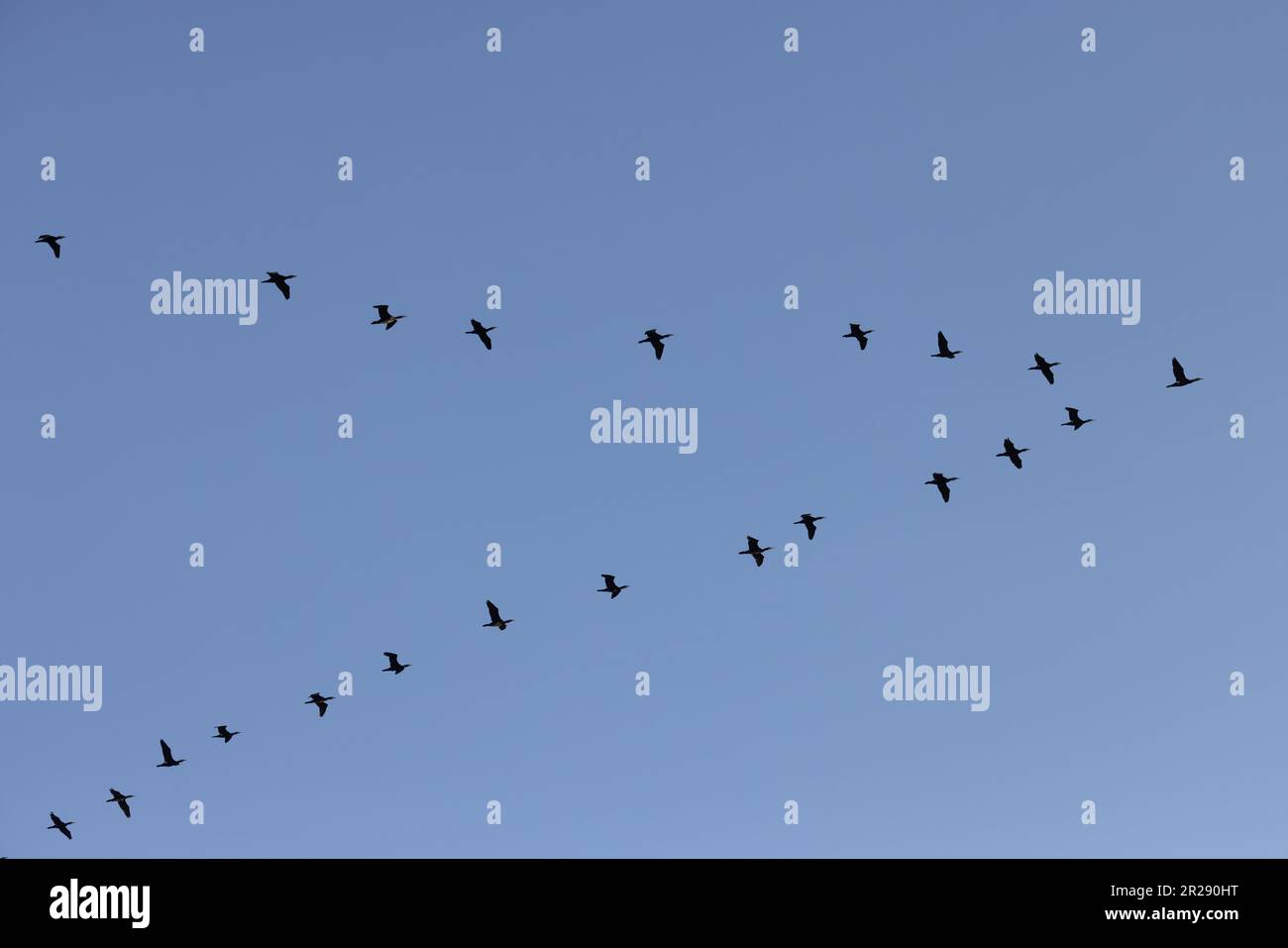Cormorant (Phalacrocorax carbo) flock flying v formazione Norfolk UK GB Febbraio 2023 Foto Stock