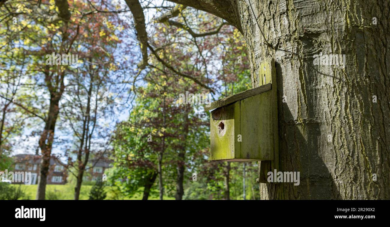 Antico birdhouse in legno su un ciliegio nella zona del parco della fattoria. Semplice design birdhouse. Riparo per l'allevamento di uccelli, nidificazione scatola su un albero Foto Stock