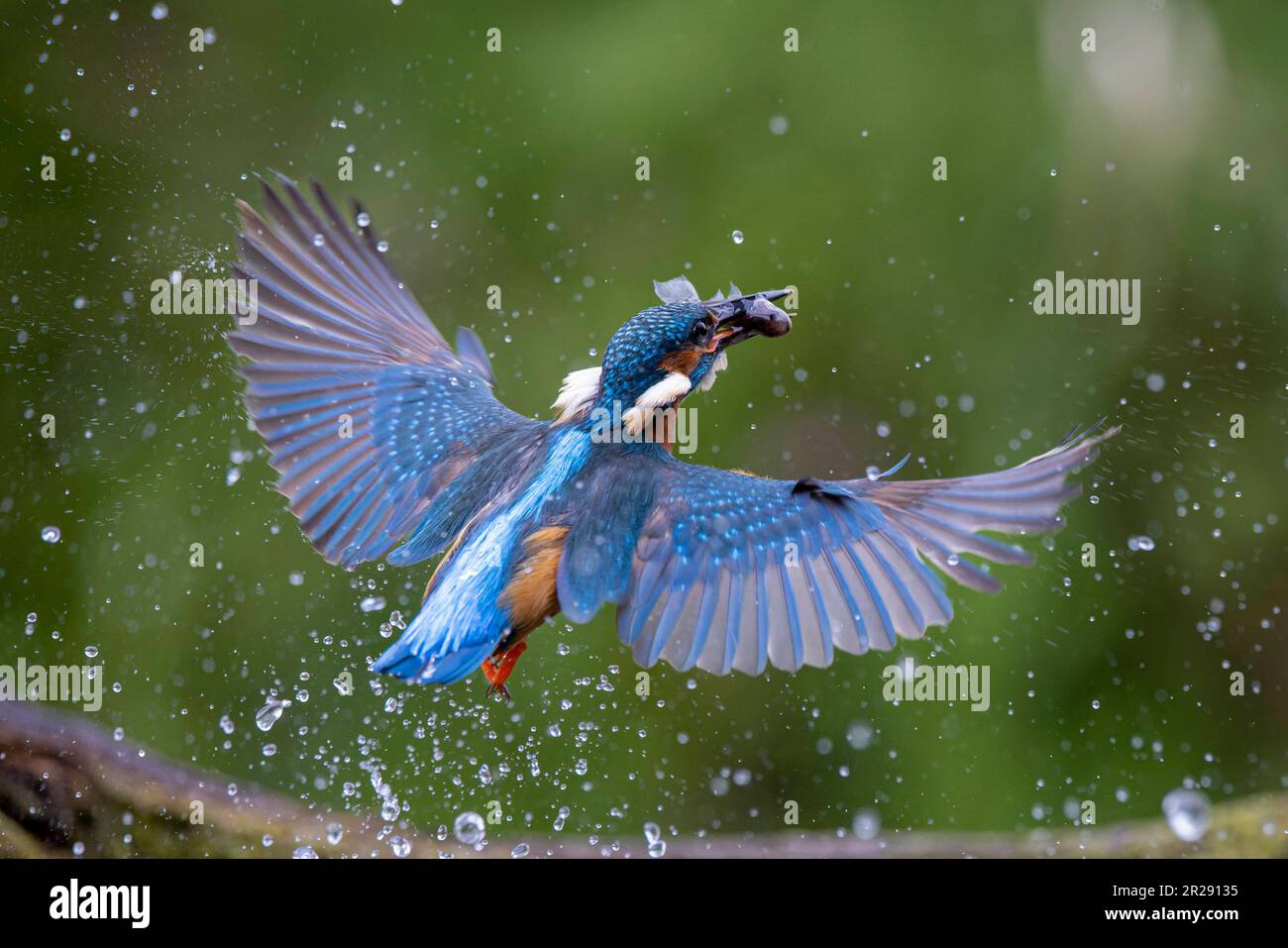 Sono state catturate immagini MOZZAFIATO di un ORGOGLIOSO KINGFISHER che rivide il suo riflesso prima di tuffarsi e tuffarsi dall'acqua. Foto Stock