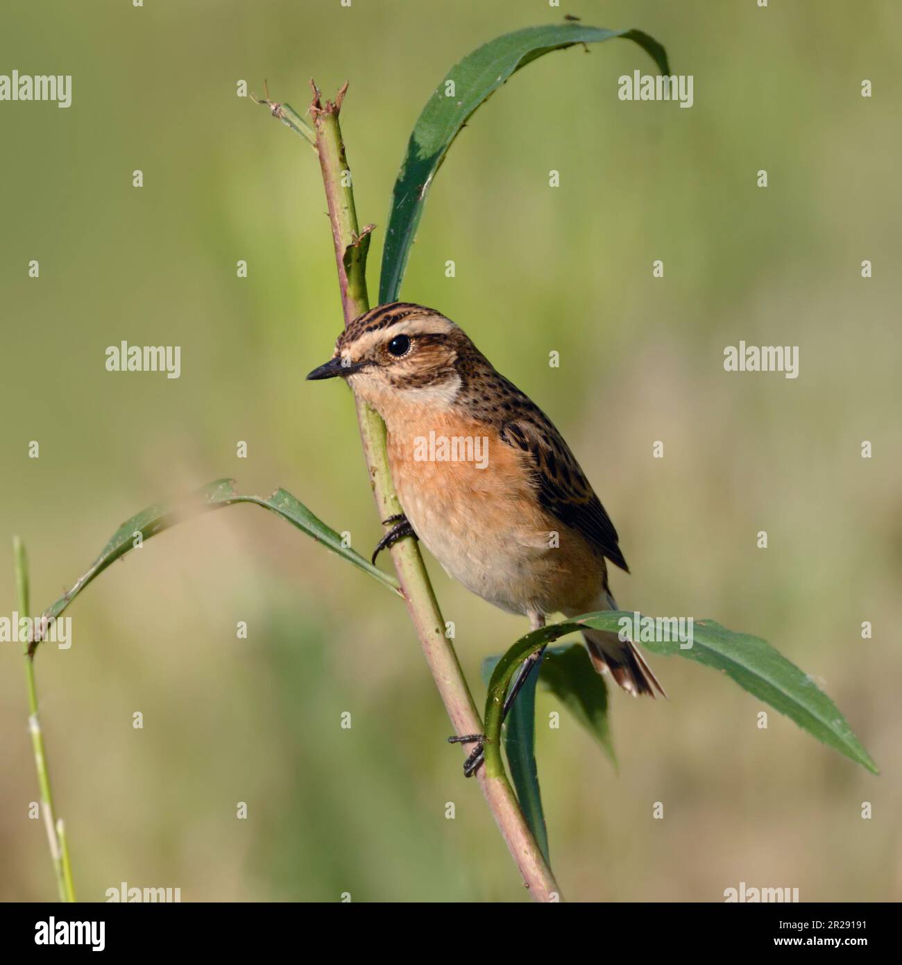 Whinchat / Braunkehlchen (Saxicola rubetra) maschio in abito da allevamento, arroccato su un ramoscello, uccello minacciato di prateria aperta, fauna selvatica, Europa. Foto Stock