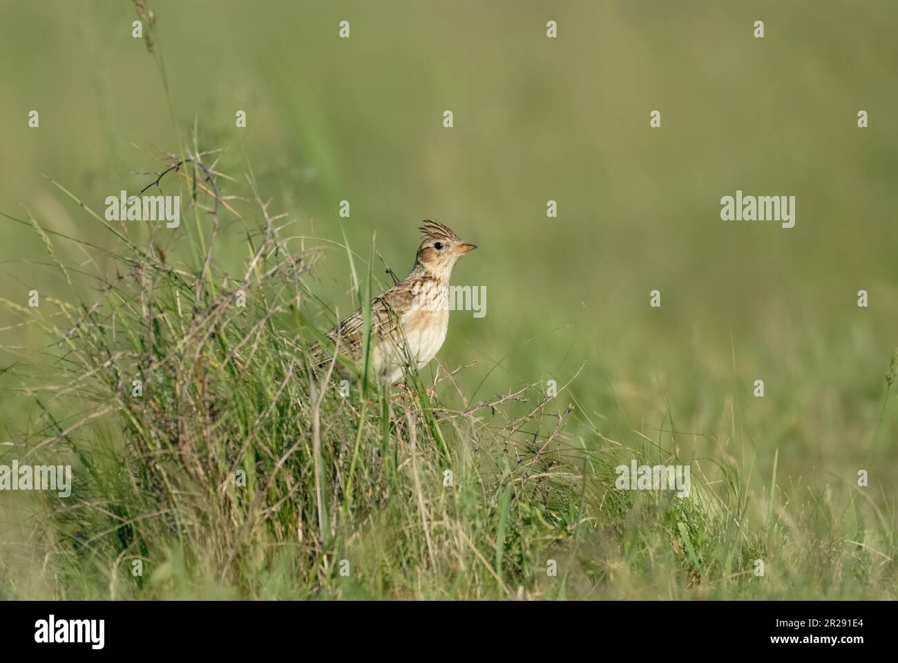 Skylark / Feldlerche ( Alauda arvensis ) arroccato, seduto in erba alta di un prato verde, fauna selvatica, Germania. Foto Stock