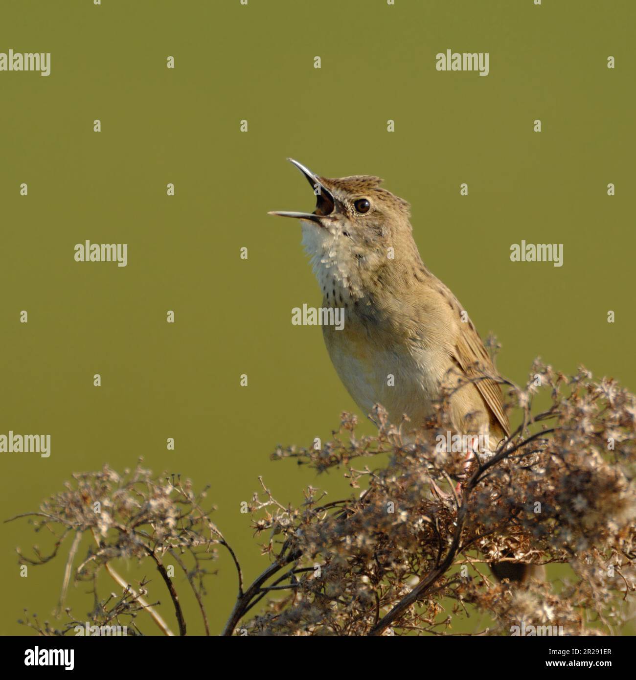 Comune cavalleraio / Feldschwirl ( Locustella naevia ) in primavera, cantando forte, corteggiando, fauna selvatica, Europa. Foto Stock