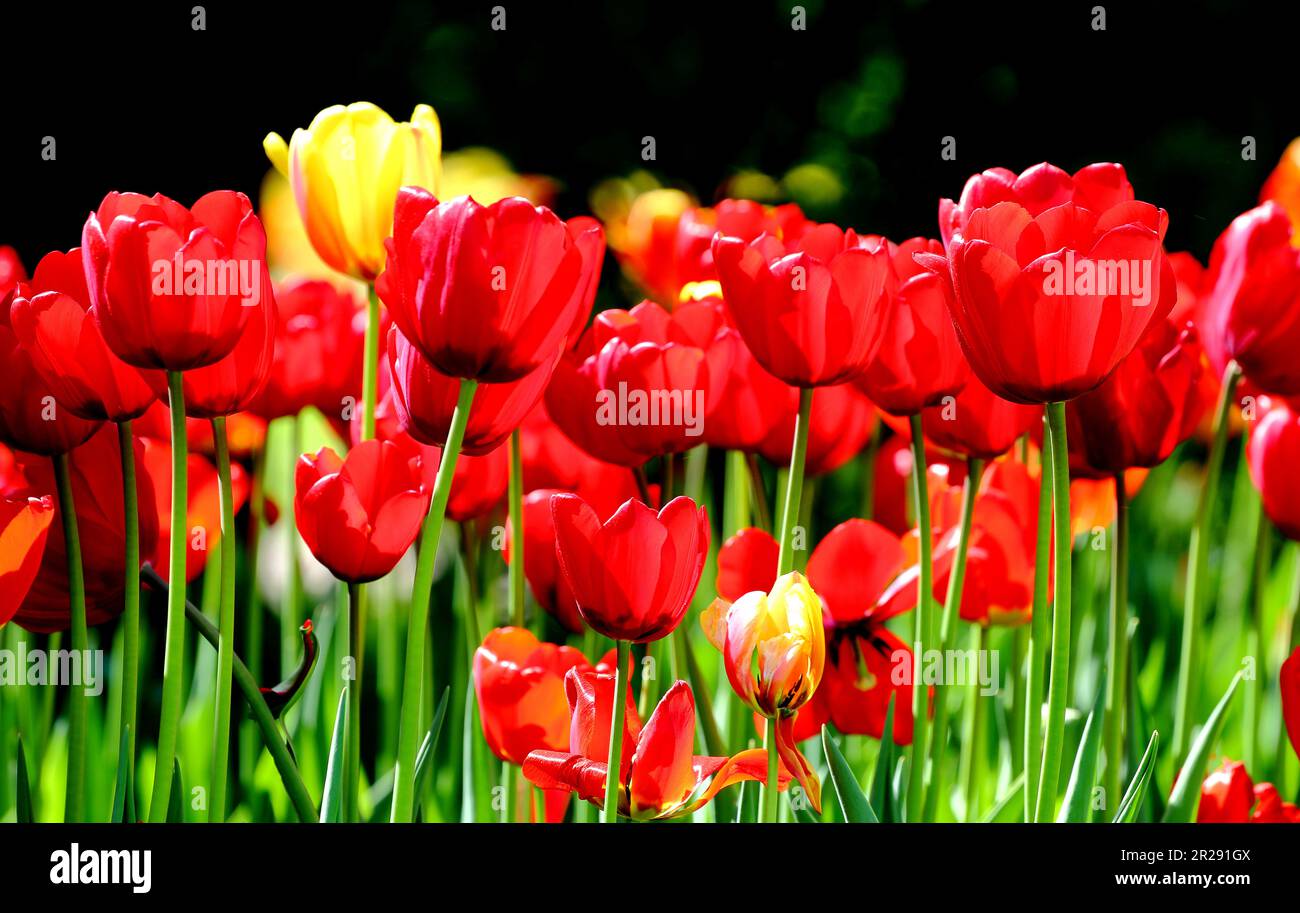 Tulipani in fiore di colore rosso e giallo nel parco cittadino. Foto Stock