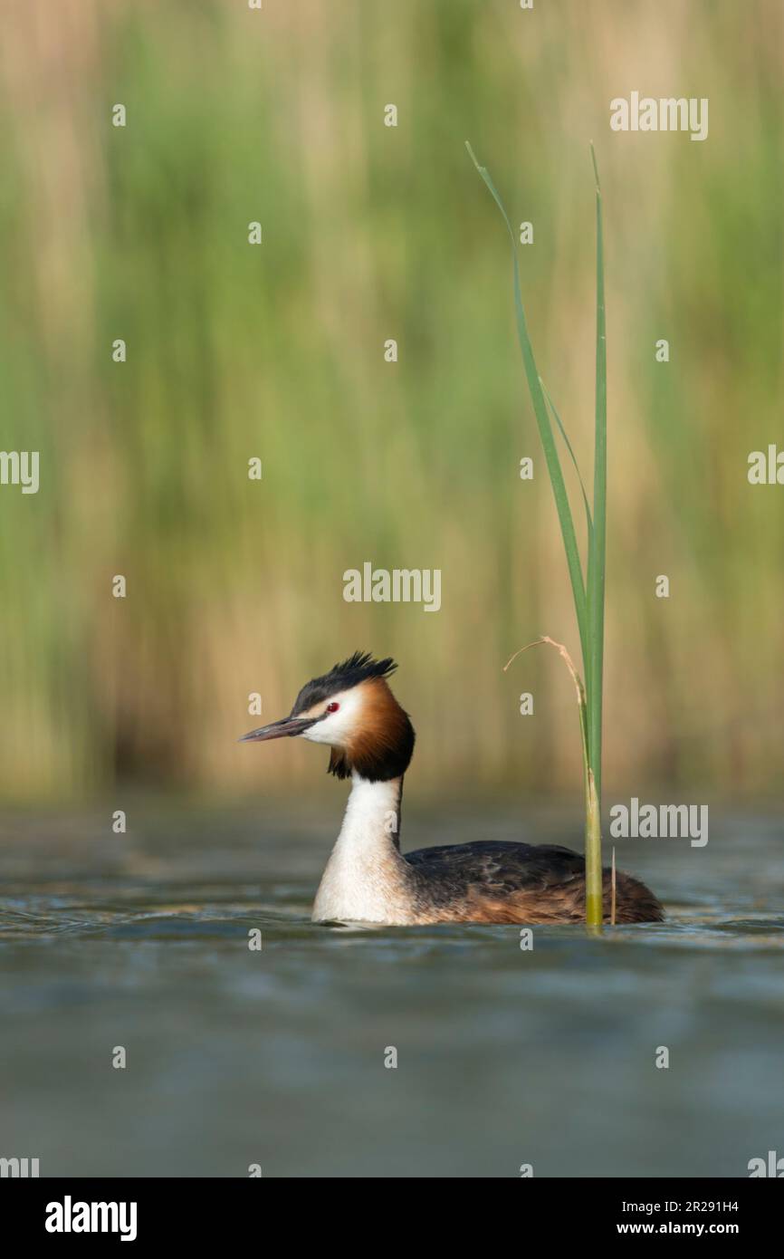 Svasso maggiore / Haubentaucher ( Podiceps cristatus ) nuoto su un lago di fronte ance, tipico, caratteristico circostante, Wildlife Europe. Foto Stock
