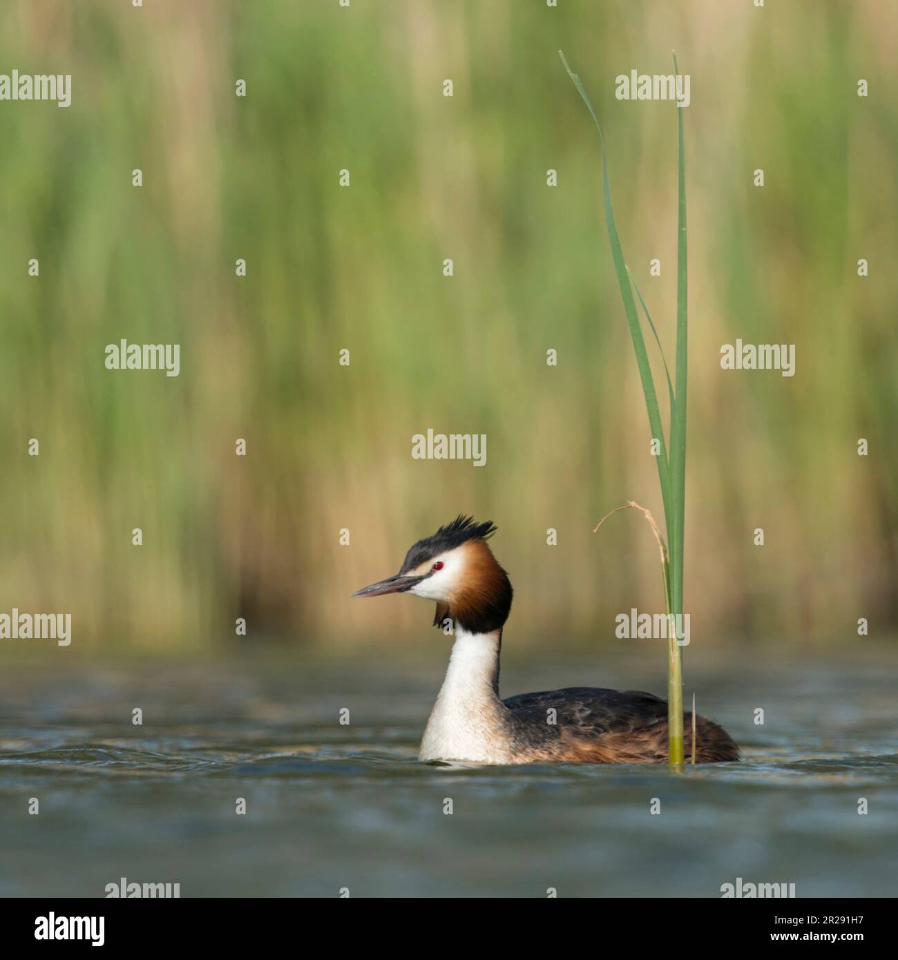 Svasso maggiore / Haubentaucher ( Podiceps cristatus ) nuoto su un lago di fronte ance, tipico, caratteristico circostante, Wildlife Europe. Foto Stock
