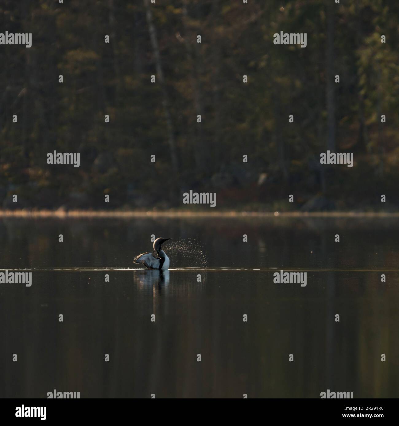 Arctic Loon / Black-Throated Loon / Prachttaucher ( Gavia arctica ), ali che sventolano sul lago tranquillo in Svezia, belle gocce d'acqua volanti, ligh di mattina presto Foto Stock