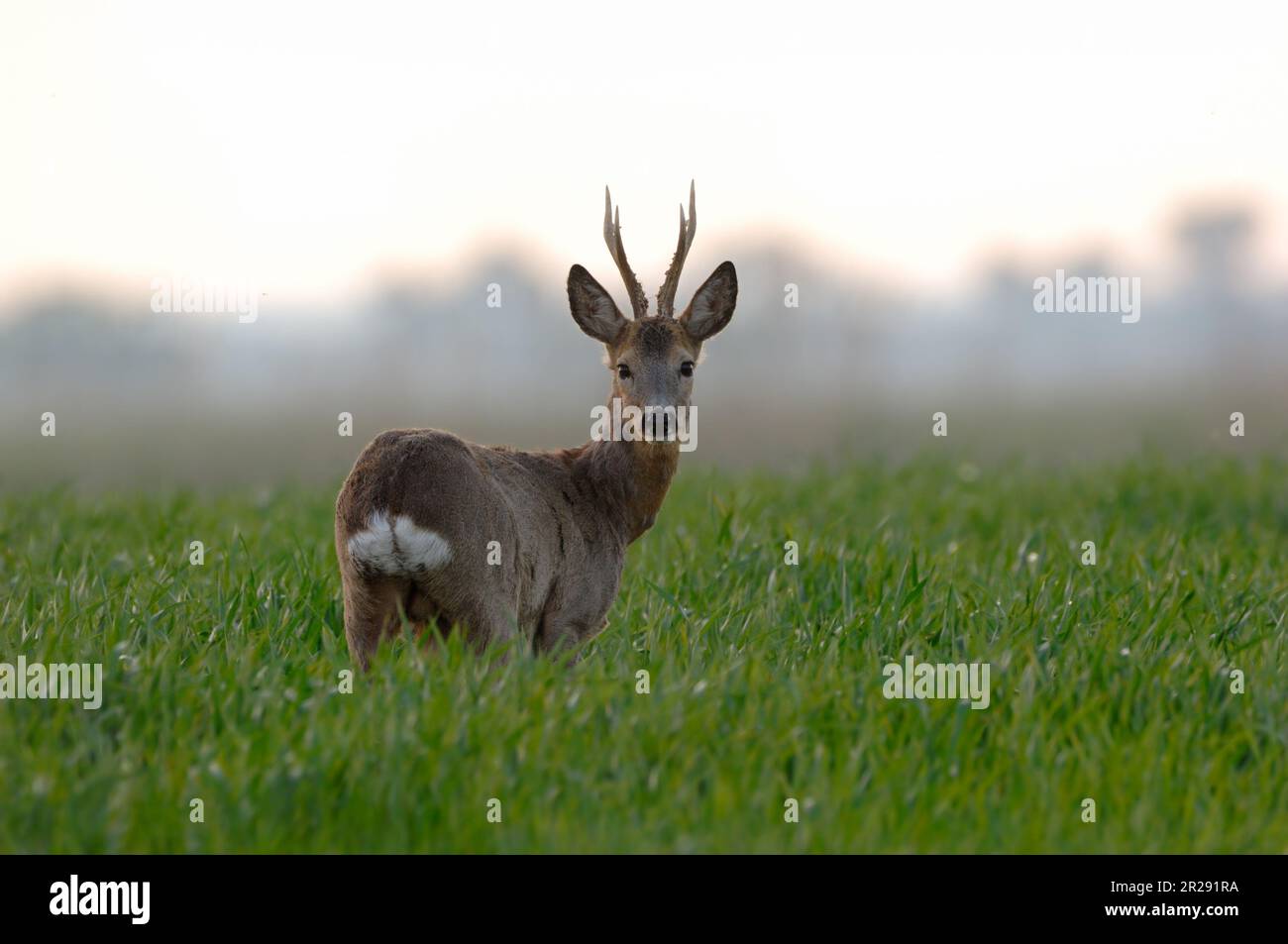 Capriolo / Reh ( Capreolus capreolus ), forte buck, in piedi in campo di grano giovane, guardando oltre la sua spalla, la luce del mattino presto, la fauna selvatica, Europa. Foto Stock