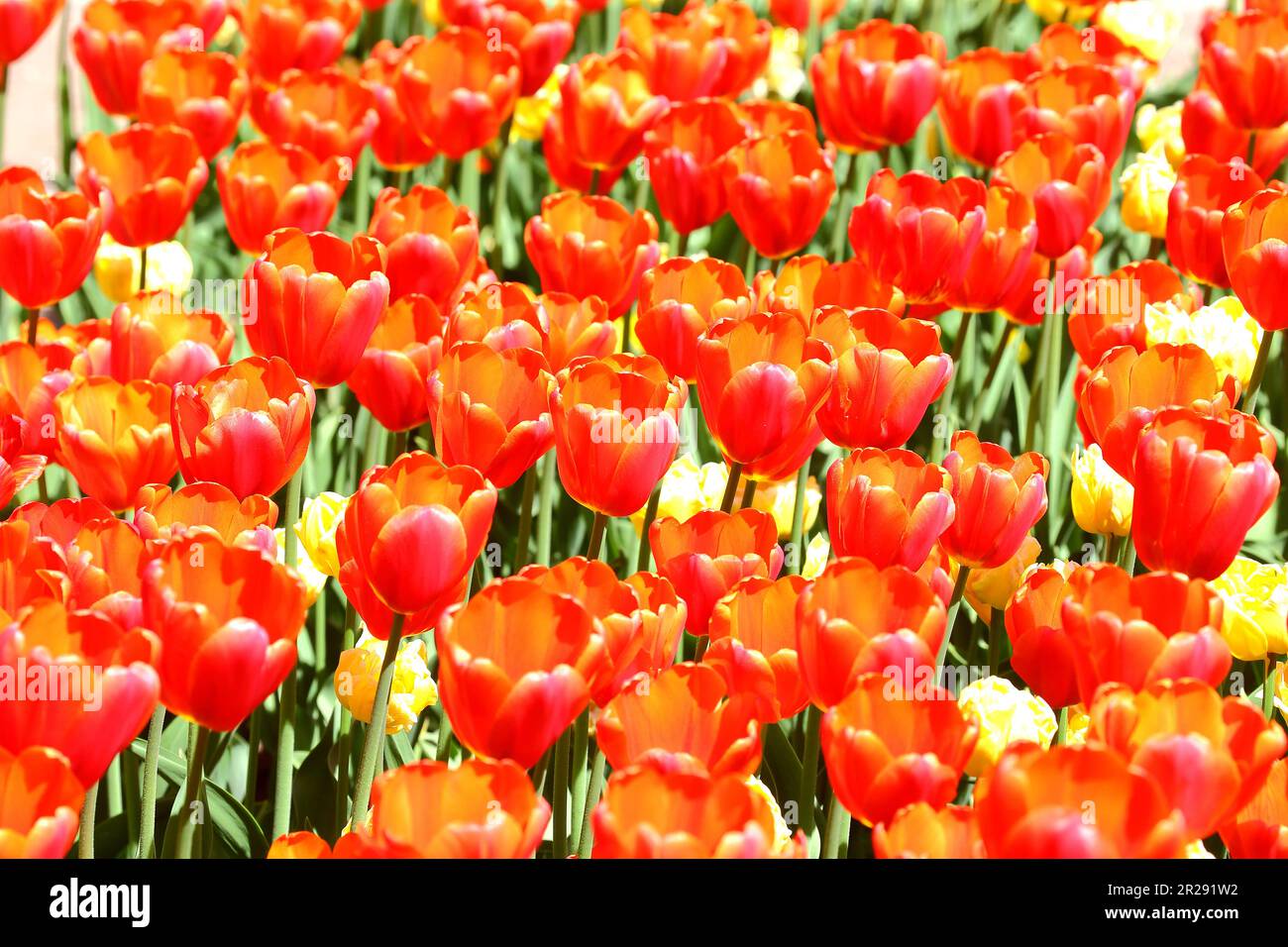 Tulipani in fiore di colore rosso e giallo nel parco cittadino. Foto Stock