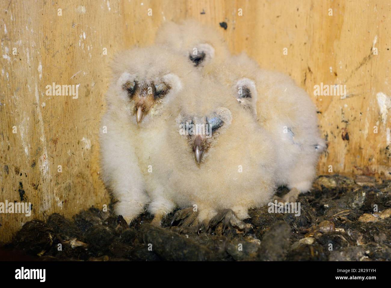 Fienile Owl / Schleiereule ( Tyto alba ), pulcini, prole, accovacciato, seduto nel loro aiuto nidificante, dormire, cute e divertente bambini animali, fauna selvatica, UE Foto Stock