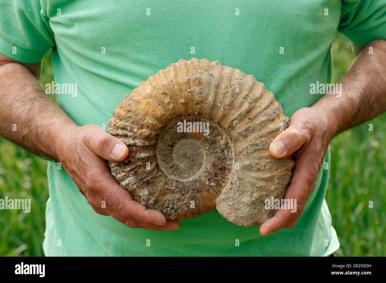 Ammonite. Fossile. Foto Stock