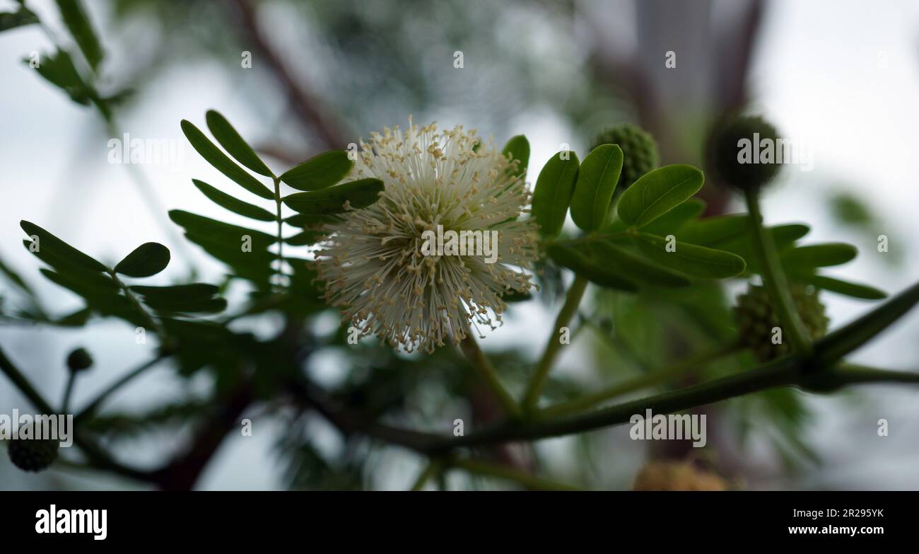 mimosa brosiliana bianca, jurema preta, calumbi in close shot. Weiss blühende brasilianische Mimose a Nahaufnahme. Foto Stock