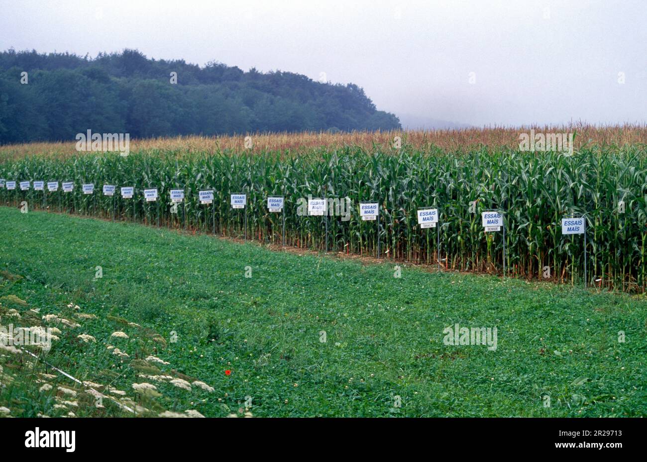 Sperimentale di raccolto di mais vicino a rouen Francia France Foto Stock
