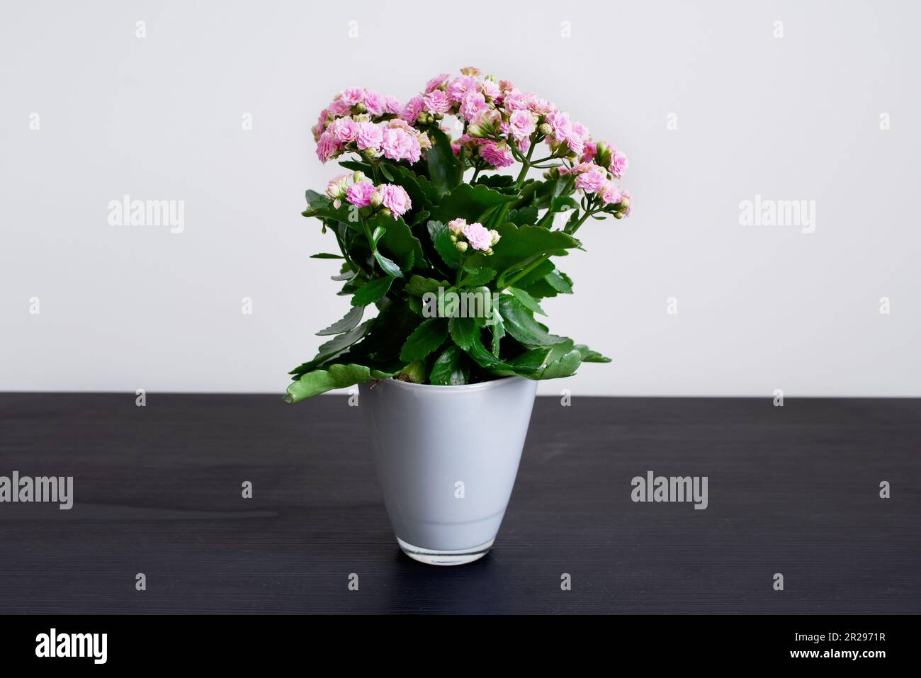 Bel fiore con petali rosa che si aprono, accento di colore luminoso e contrastante. Per scopi decorativi o come ispirazione visiva per progetti di design Foto Stock