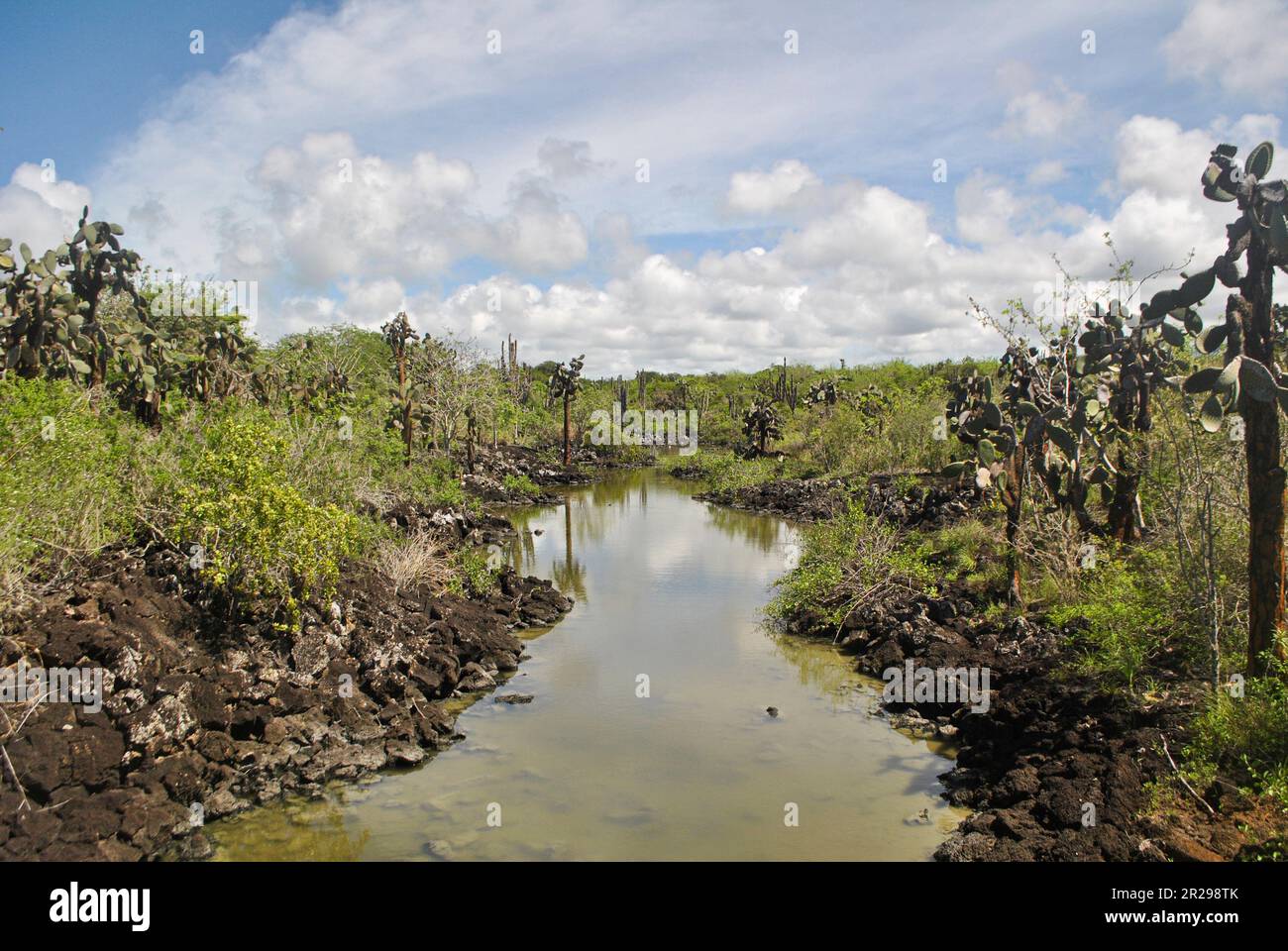 Laguna di acqua salata sulla strada per Las Grietas, una piscina di acqua oceanica. Puerto Ayora. Isola di Santa Cruz. Isole Galapagos, Ecuador. Foto Stock