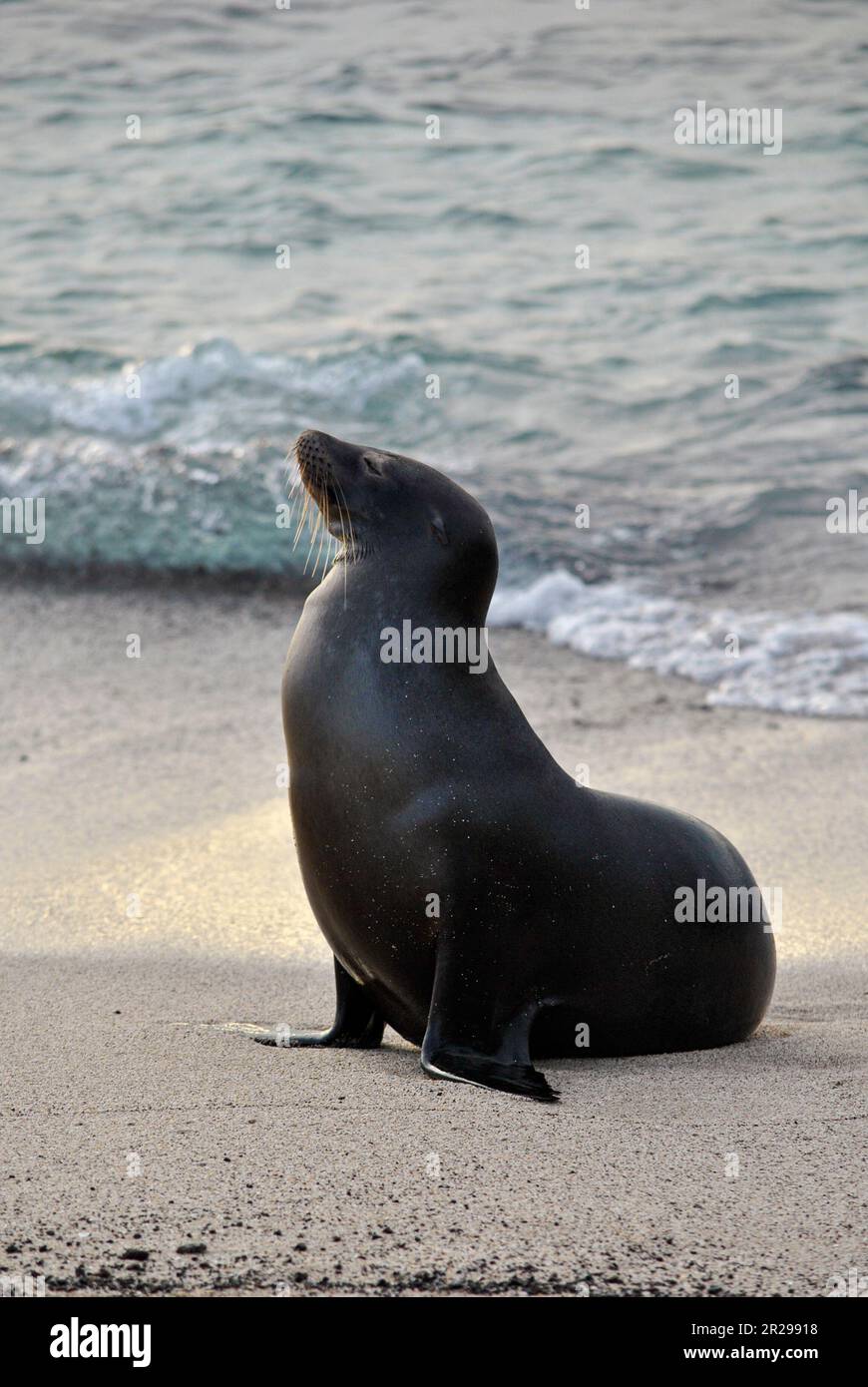 Galapagos leone di mare, zalophus wollebaeki, spiaggia e tramonto. Isola di San Cristobal. Isole Galapagos, Ecuador Foto Stock