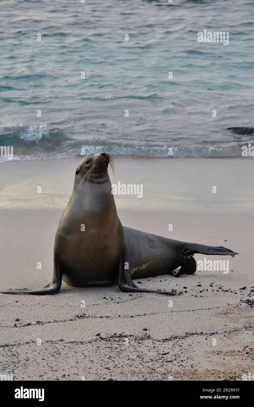 Galapagos leone di mare, zalophus wollebaeki, spiaggia e tramonto. Isola di San Cristobal. Isole Galapagos, Ecuador Foto Stock