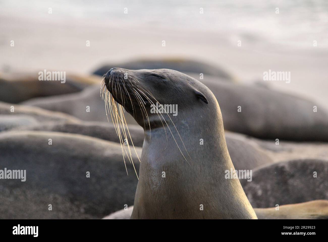 Galapagos leone di mare, zalophus wollebaeki, spiaggia e tramonto. Isola di San Cristobal. Isole Galapagos, Ecuador Foto Stock