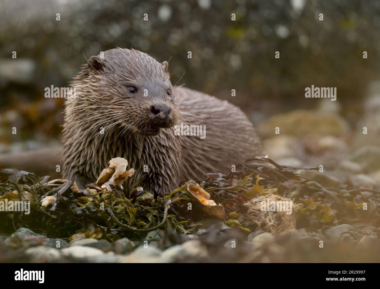 Wild Otter (Lutra lutra) si nutre tra le rocce sull'isola di Mull, Scozia Foto Stock