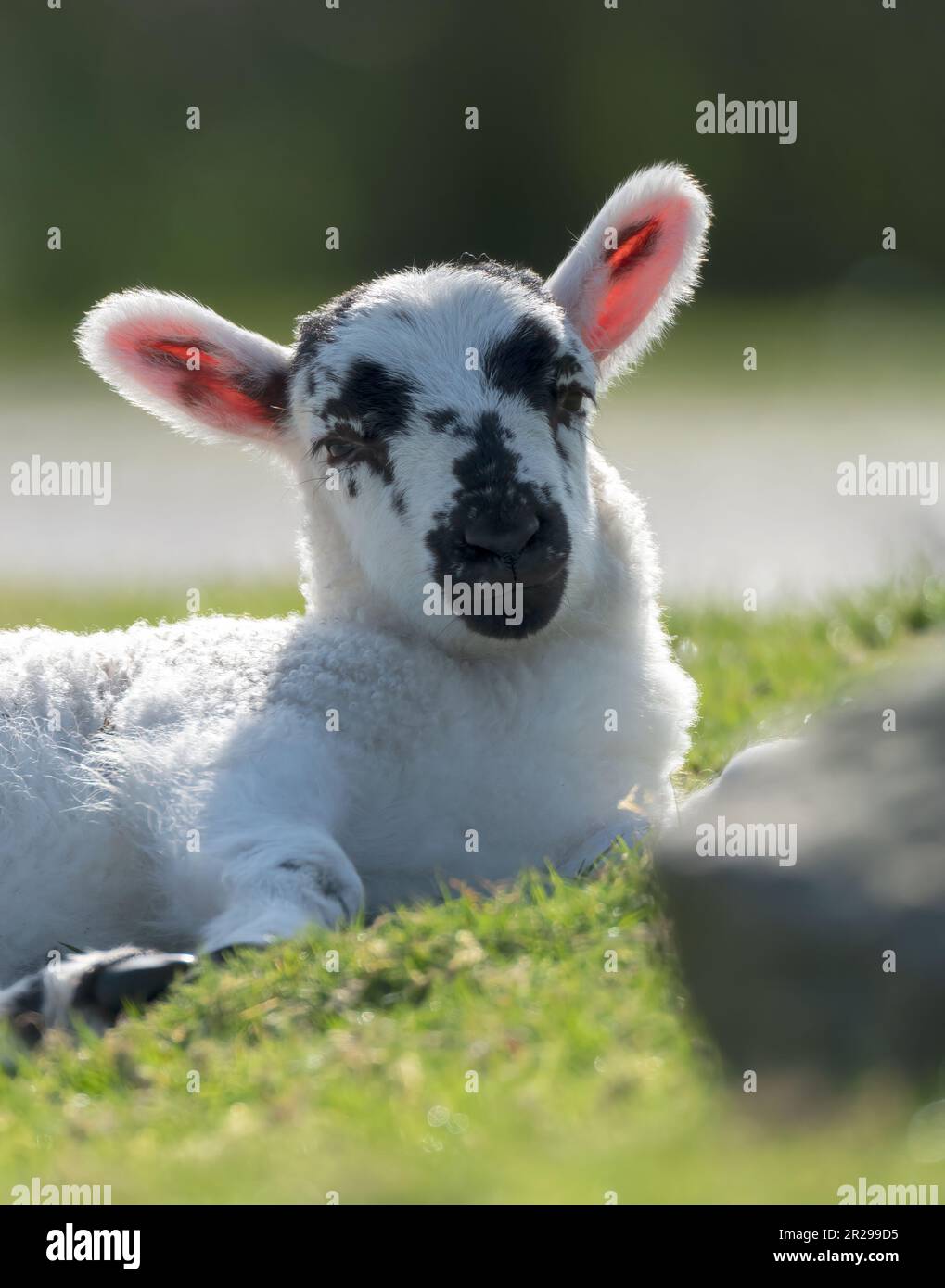 L'agnello scozzese retroilluminato Blackface sull'isola di Mull, Scozia Foto Stock