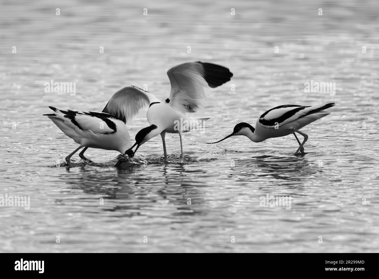 Avoceti che combattono la mattina presto alla riserva naturale di Lymington, Hampshire Foto Stock