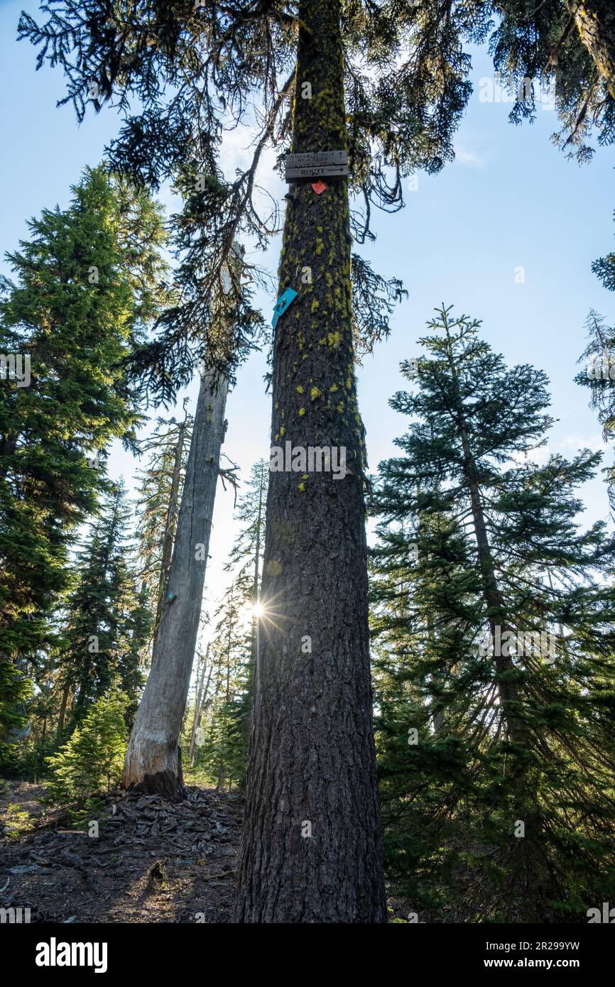 Cratere Peak Route Snow Shoe Marker High in a Tree in estate con sunburst Foto Stock