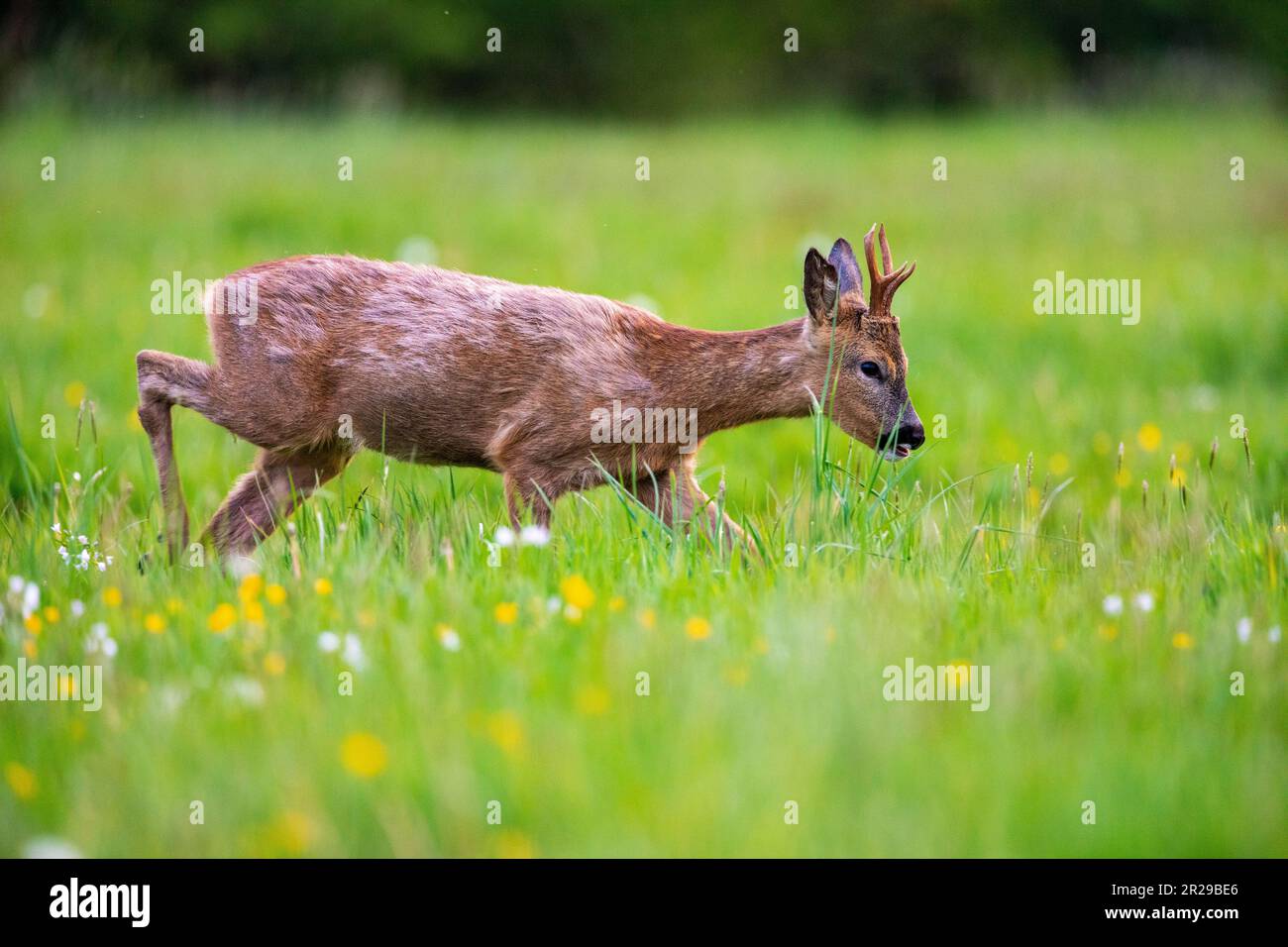 Un giovane capriolo camminare vicino al fotografo in un prato durante la primavera, Norfolk Foto Stock