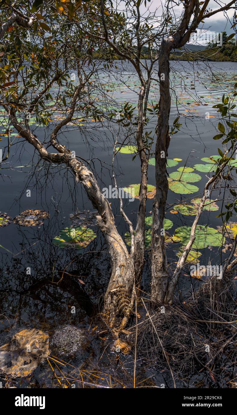 Paludi presso il Giardino Botanico di Rayong, Rayong Provincial East Plant Center, Thailandia. Foto Stock