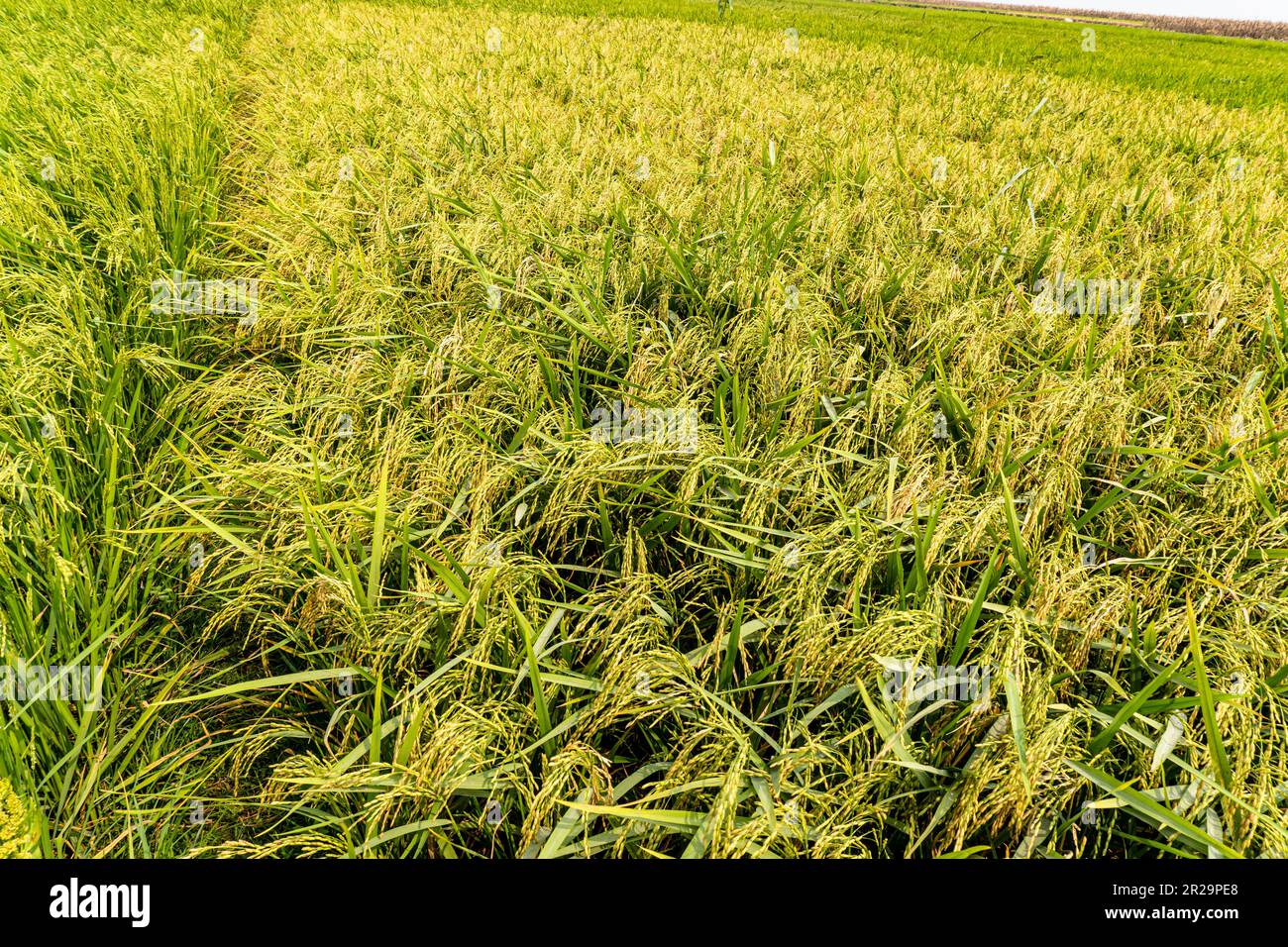 La bellezza del risone in riso archiviato in bel fondo verde. Area agricola nel Bangladesh settentrionale. Risone Bangladese archiviato Foto Stock