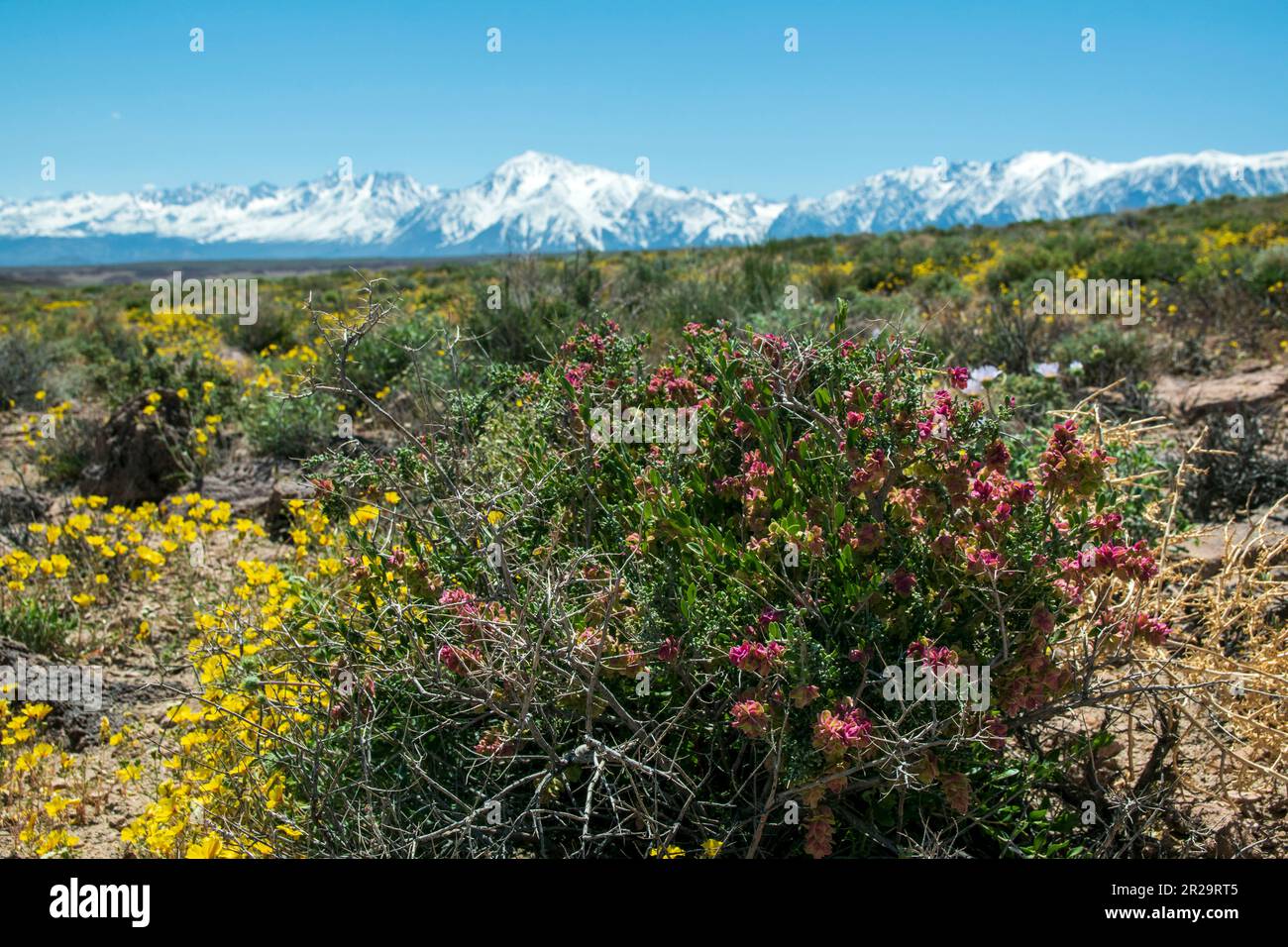 La Volcanic Tablelands, un'area appena a nord di Bishop, Inyo County, CA, USA, è sopraffatta dai fiori selvatici nella primavera del 2023. Foto Stock
