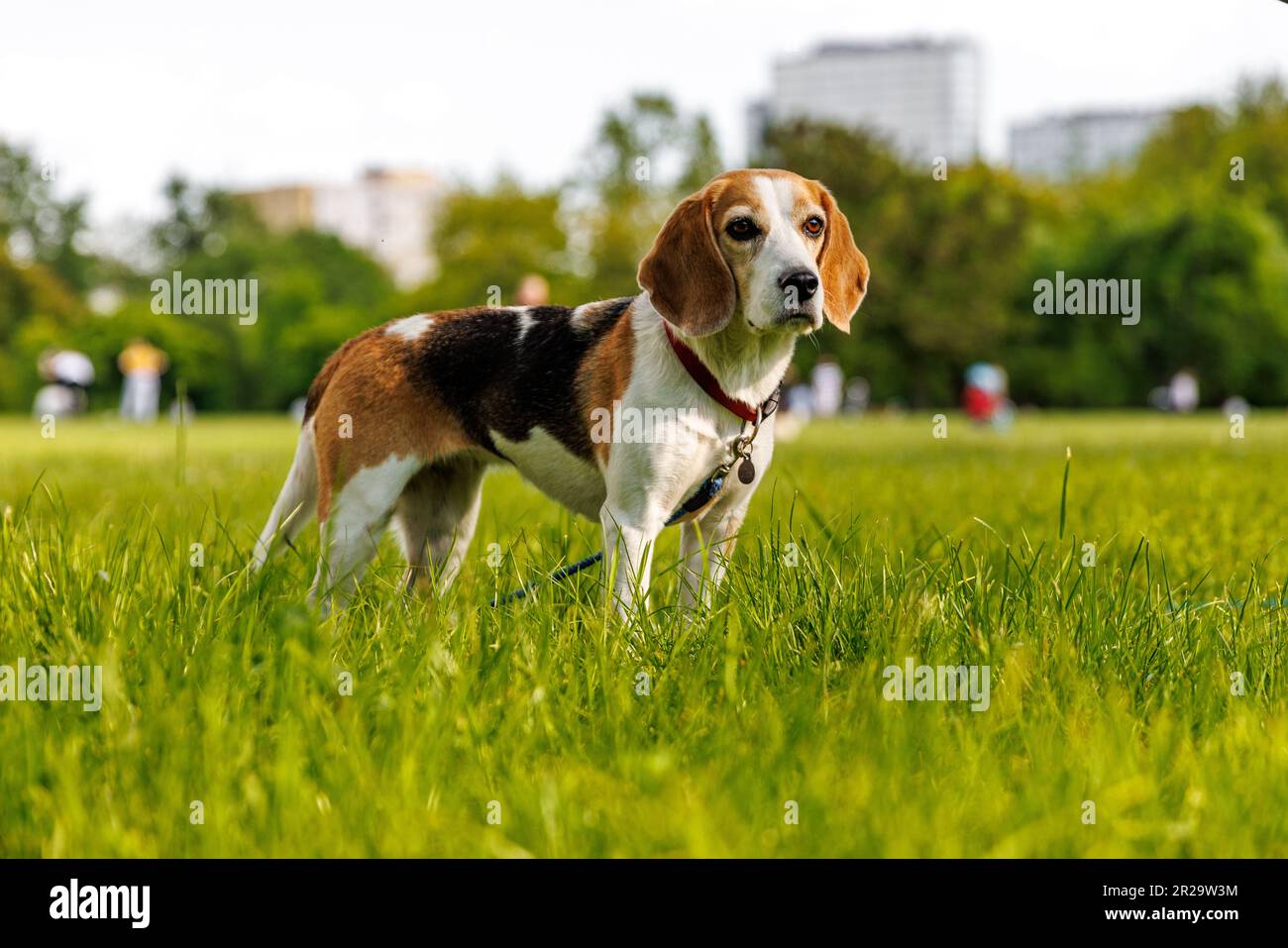 Cane Beagle sull'erba verde in un parco Foto Stock