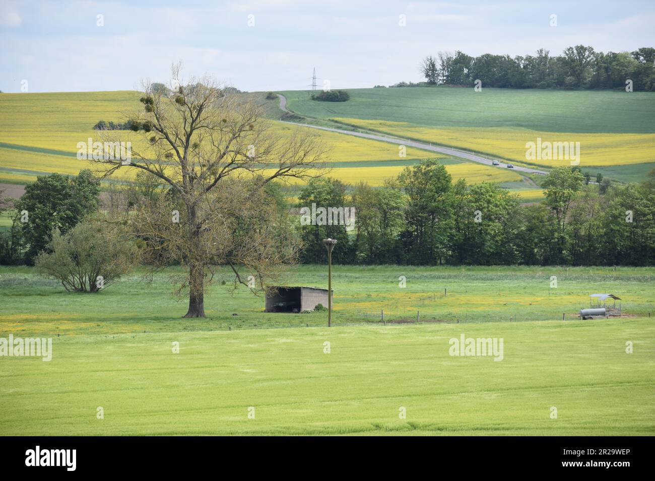 Ultimi campi gialli con un albero che comincia appena a diventare verde Foto Stock
