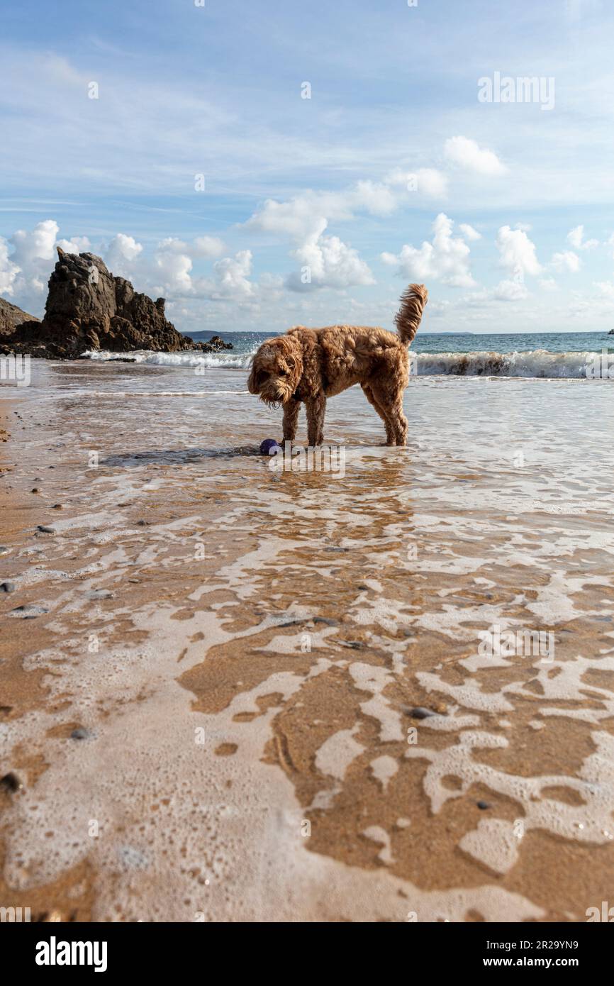 cane in spiaggia, cane in mare, cockapoo, cockapoo rosso, cane con palla, cane da gioco, cane da gioco, cane in acqua, cane bagnato, cane in spiaggia, cane, spiaggia, mare, acqua Foto Stock