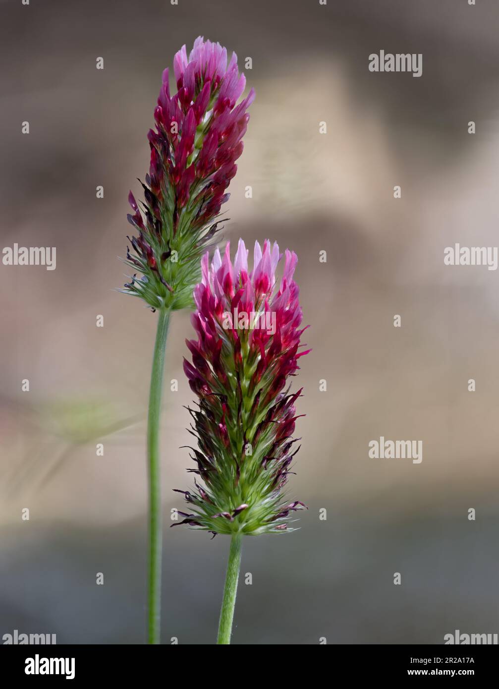 Due vivaci teste di trifoglio rosso cremisi, Trifolium incarnatum, in sublime luce del sole in piedi in verticale su uno sfondo bokeh neutro in primavera, Pennsylvania Foto Stock