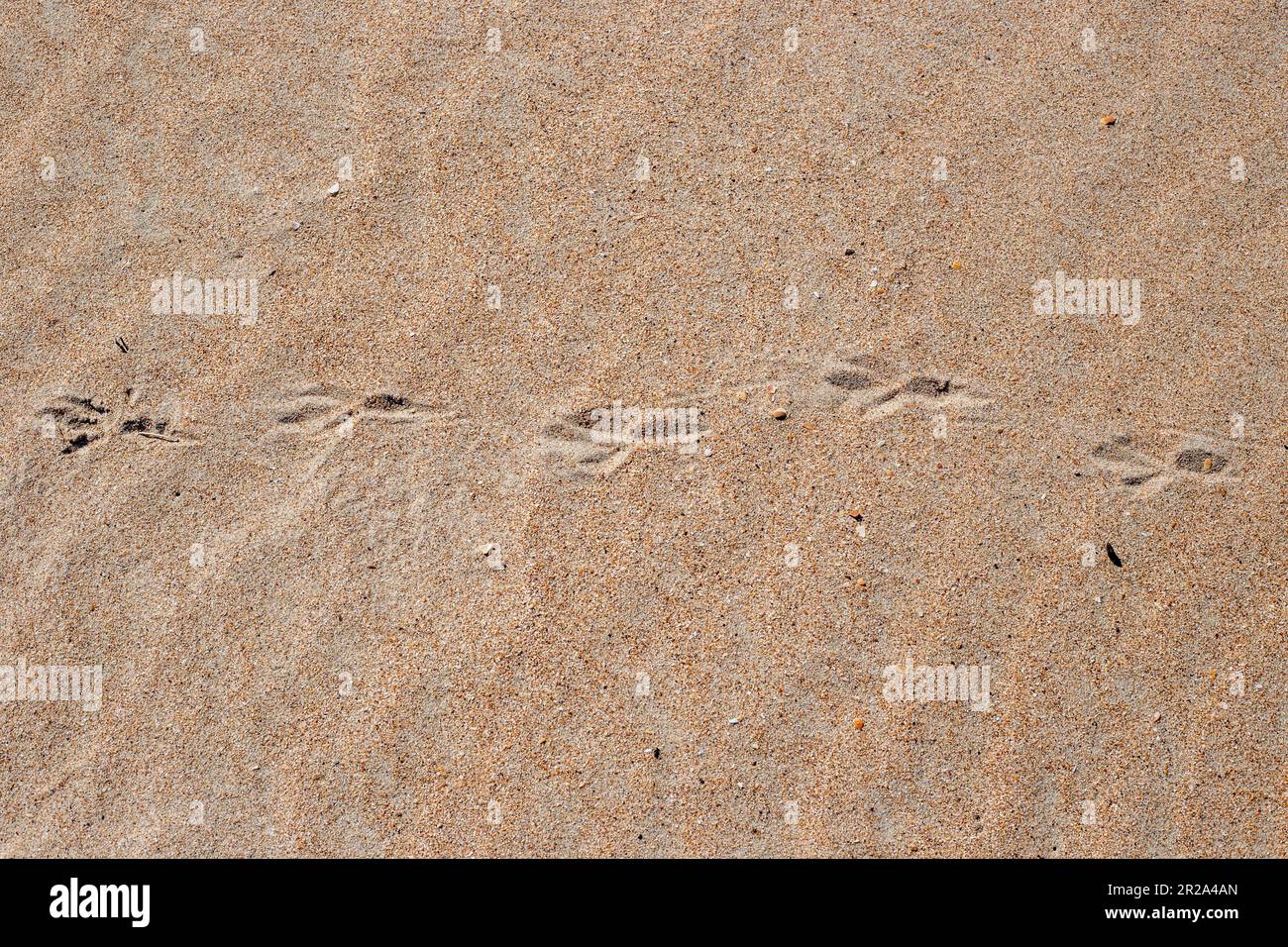 Superficie di sabbia gialla con tracce di gabbiani. Texture, sfondo naturale. Foto Stock