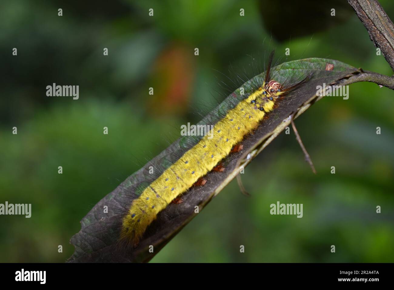 Poggiare il Caterpillar sulla balestra. Trabala sp. Java, Indonesia. Foto Stock
