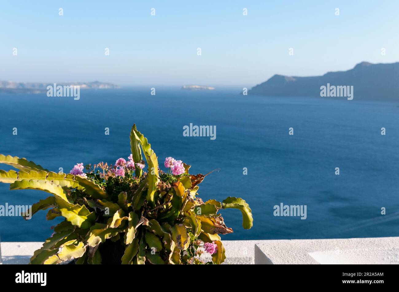Vista aerea panoramica sul Mar Egeo e sulla caldera da una terrazza a Oia, sull'isola di Santorini, in Grecia. Ho in primo piano una pianta fiorita sul pa Foto Stock