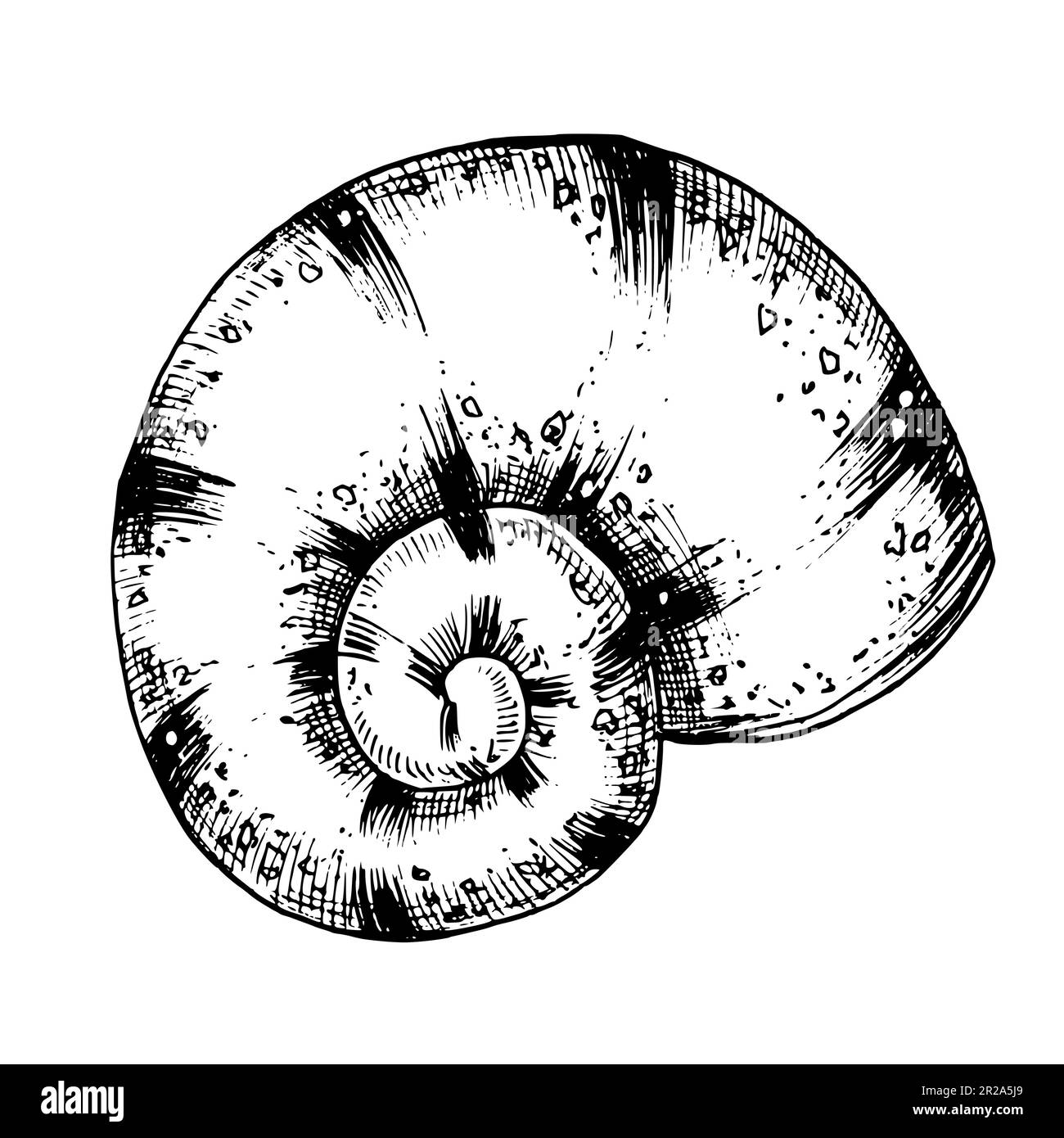 Illustrazione del vettore Seashell. Illustrazione disegnata a mano di Sea Shell su sfondo bianco isolato in stile contorno. Line art incisione nera di Cockleshell per icona o logo. incisione di mare marino. Illustrazione Vettoriale