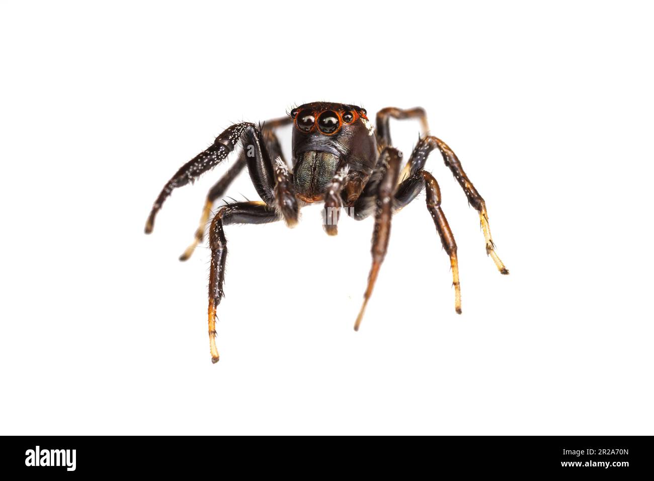 Jumping Spider (Colonus sylvanus) - Maschile Foto Stock