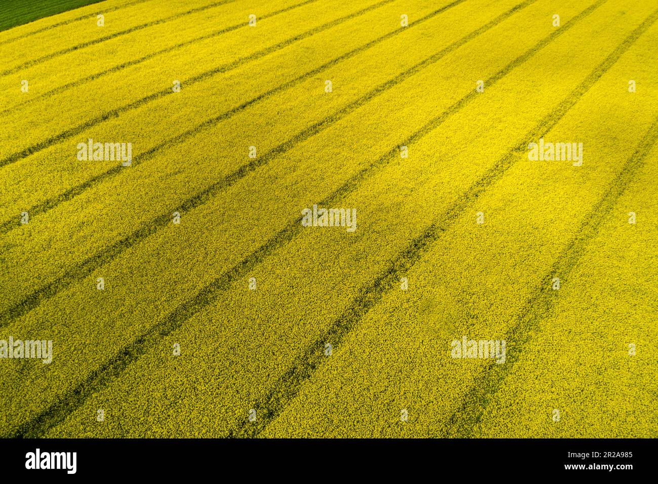 Vista aerea del campo di colza giallo - sfondo naturale giallo Foto Stock