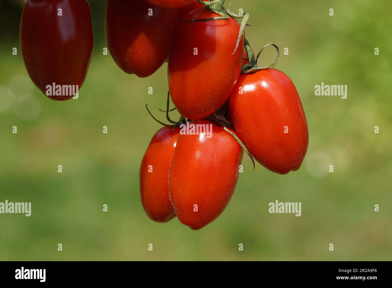 Primo piano di pomodori rossi chiamati mini san marzano con uno sfondo verde di un giardino olandese. Foto Stock