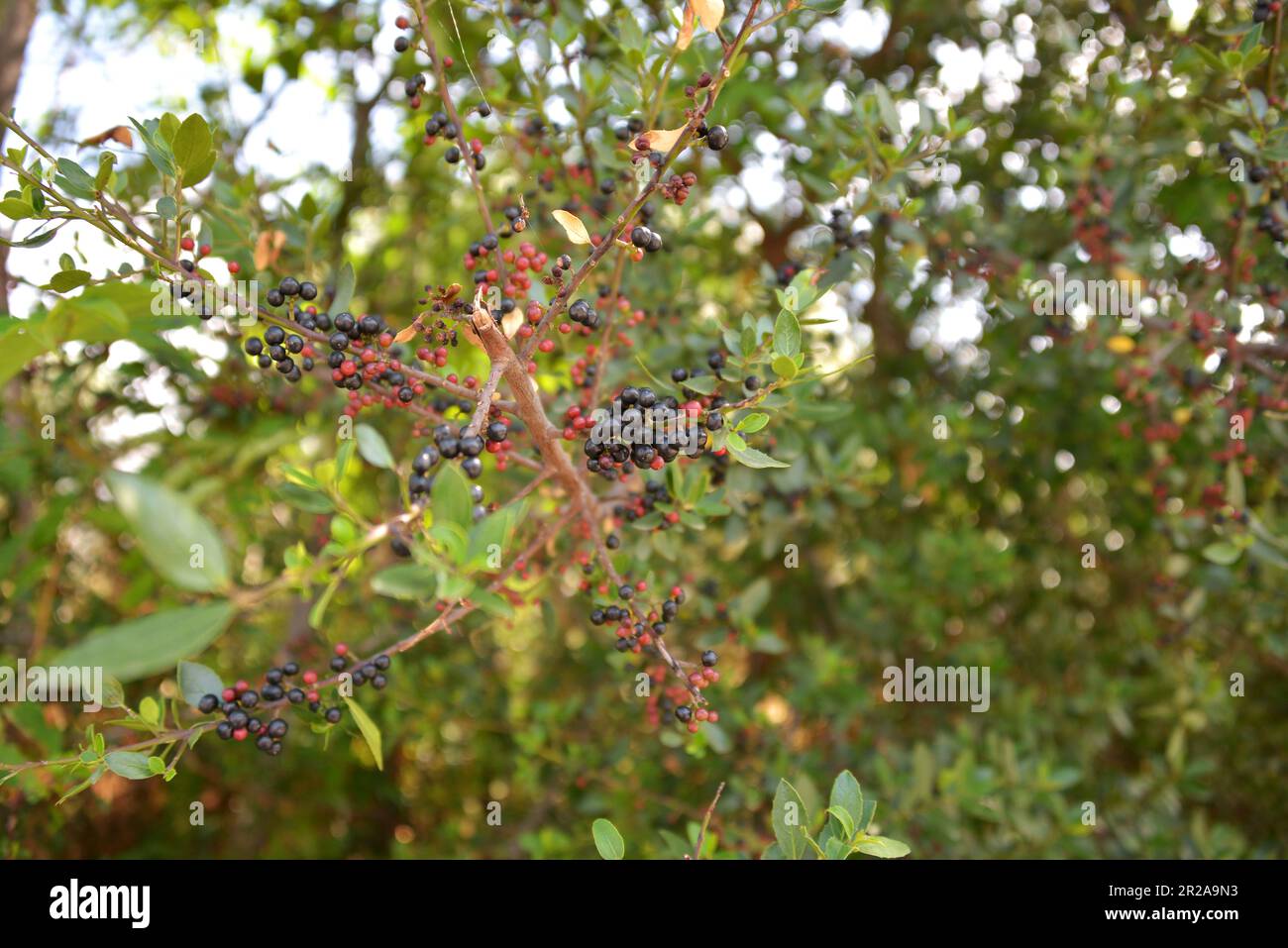 Bacche di biancospino sull'albero (Rhamnus alaternus) Foto Stock