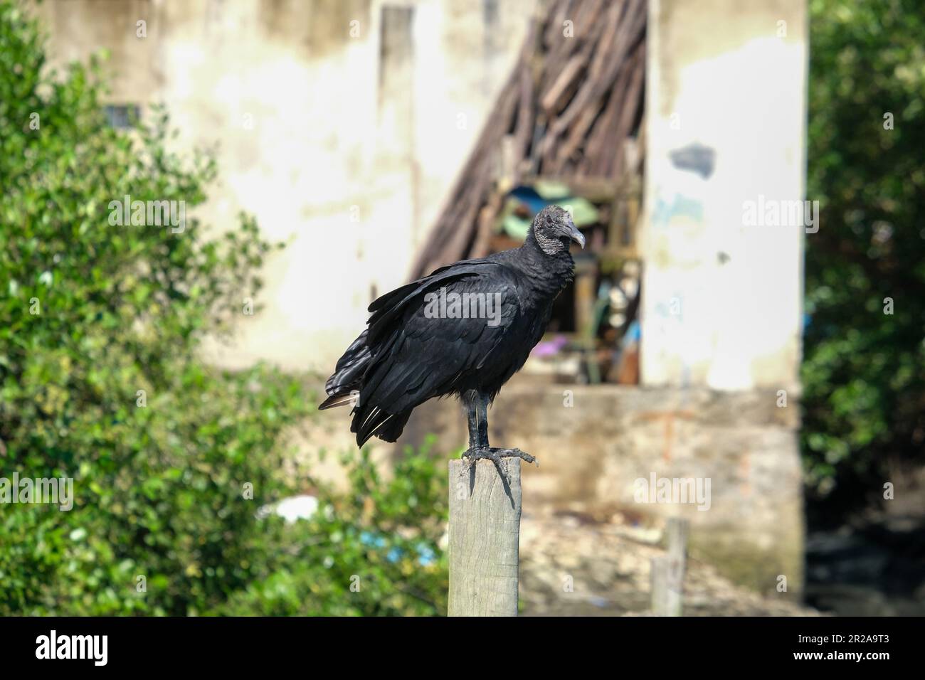 Primo piano scavenger nero avvoltoio urubu in piedi sul ramo con verde isolato foglie sfondo albero. Foto Stock