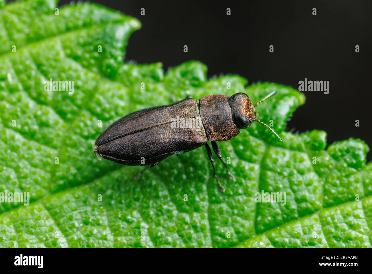 Scarabeo in legno metallico (Anthaxia sp.) Foto Stock