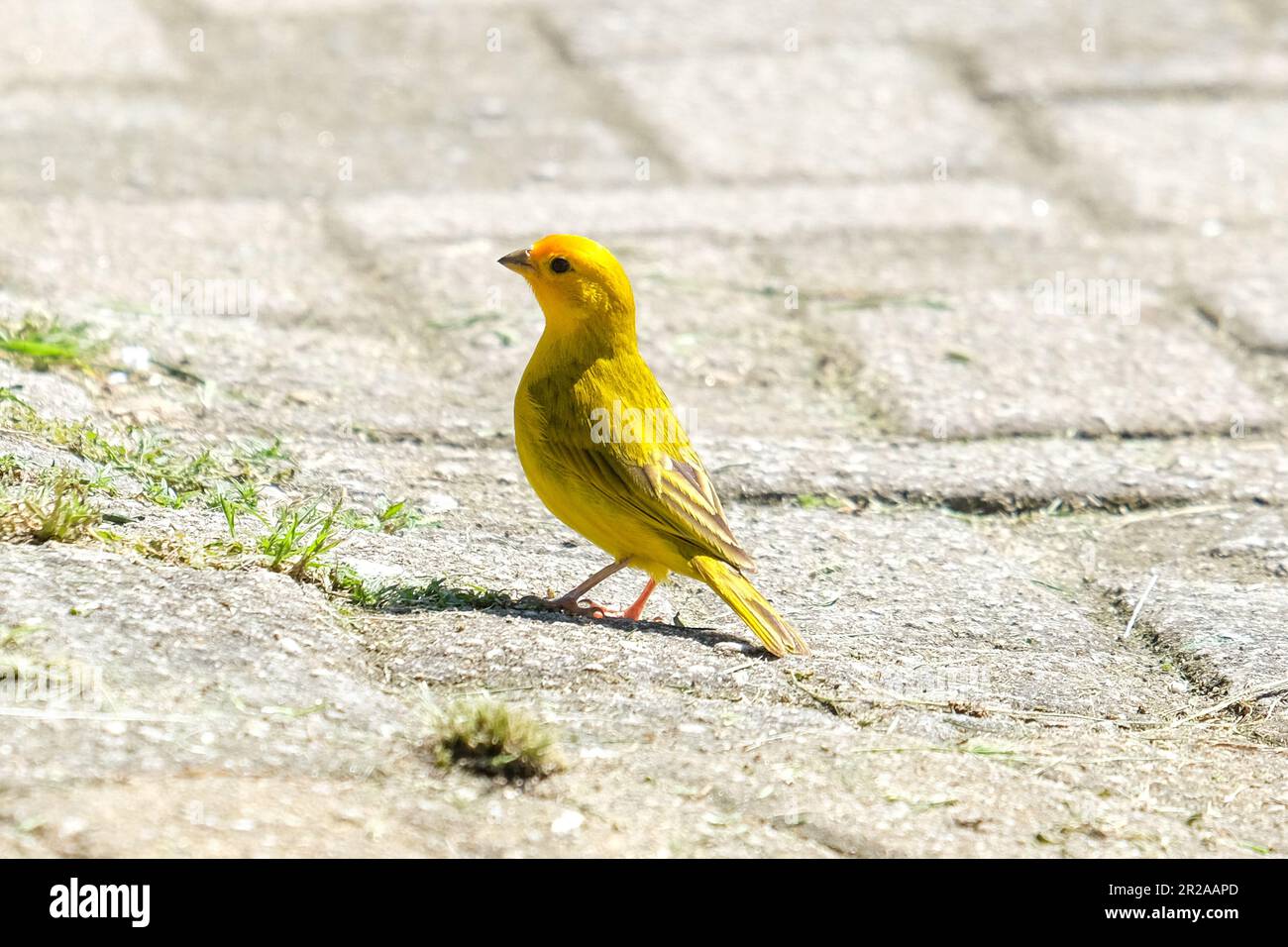 Primo piano piccolo uccello canarino giallastro in piedi a terra. Fuoco selettivo dell'uccello giallo. Foto Stock