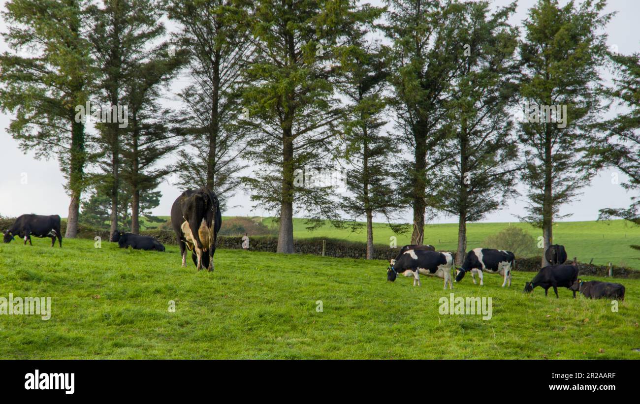 Una mandria di mucche pascolano su un prato verde di un campo agricolo in Irlanda. Animali al pascolo libero, fattoria biologica. Mandria di mucche che pascolano su un prato verde i Foto Stock