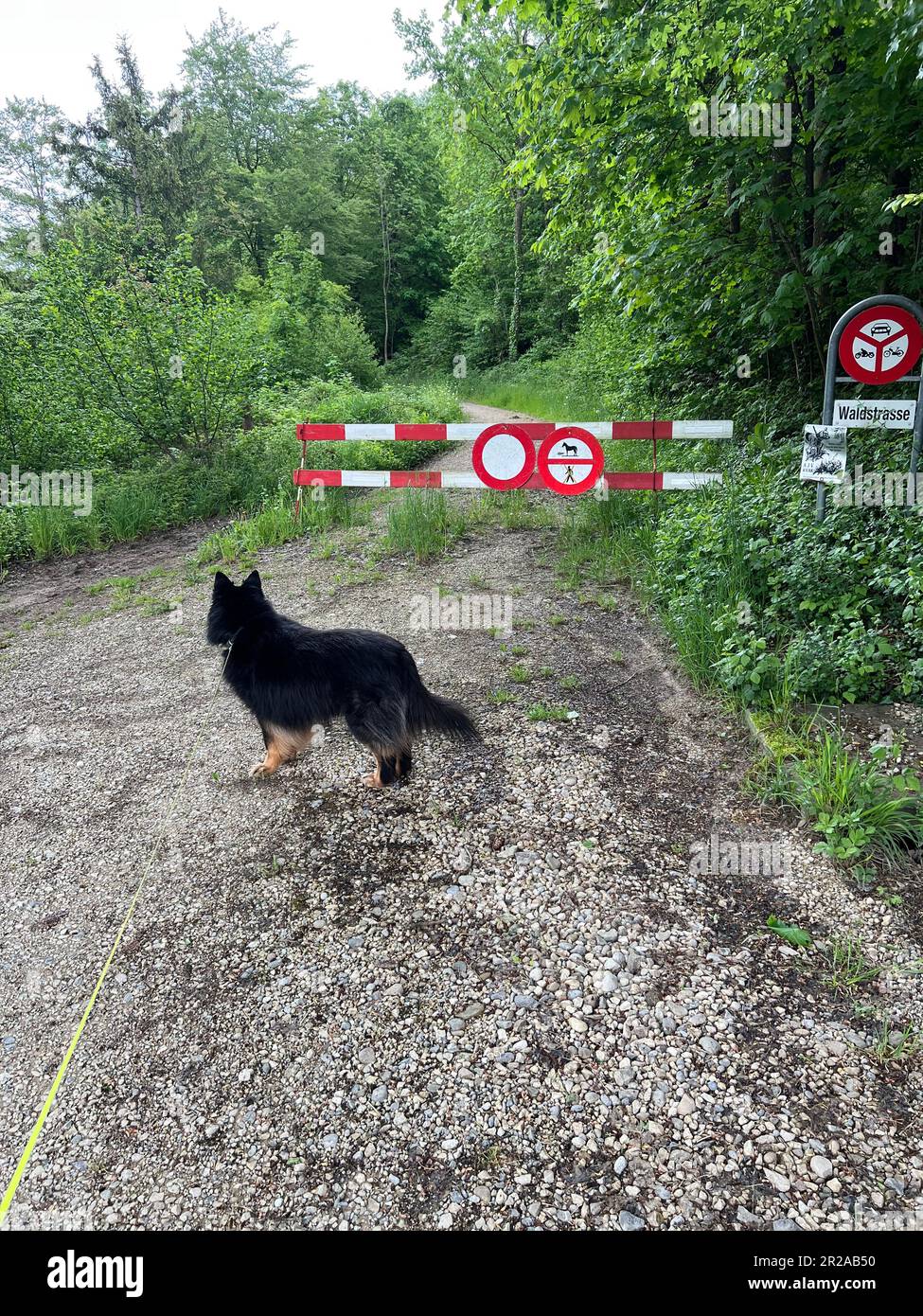 Cane nero si erge di fronte a una barriera con cartello di divieto per pedoni, automobili nella foresta su un sentiero forestale. Foto Stock