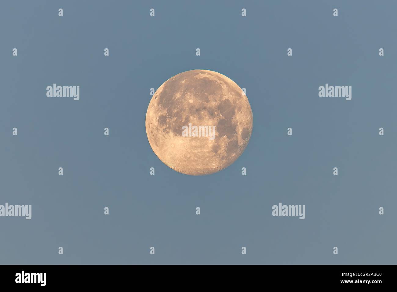 Primo piano di una luna piena (98% di piena) durante la mattina presto illuminato di giallo dal sole con cielo bluastro come sfondo Foto Stock