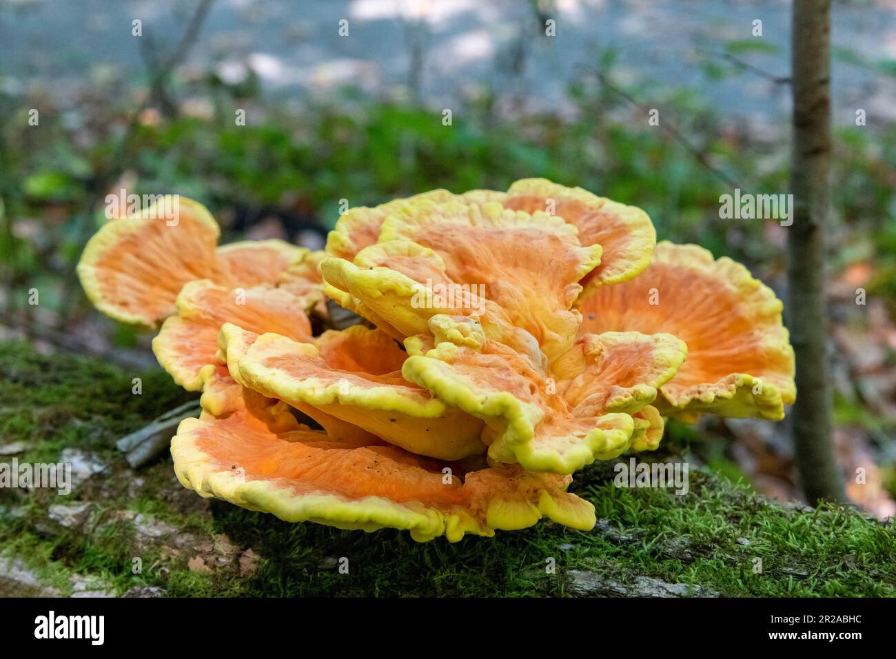 Vista ravvicinata del Laetiporus o del fungo di pollo del bosco (anche fungo di pollo o fungo di pollo) sul tronco di albero caduto con muschio Foto Stock